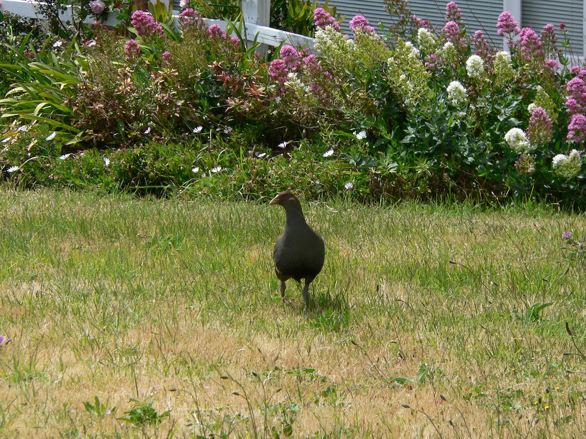 Tasmanian Nativehen - ML645973299