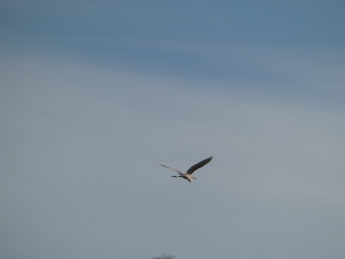 Koartza zuria - ML645973300