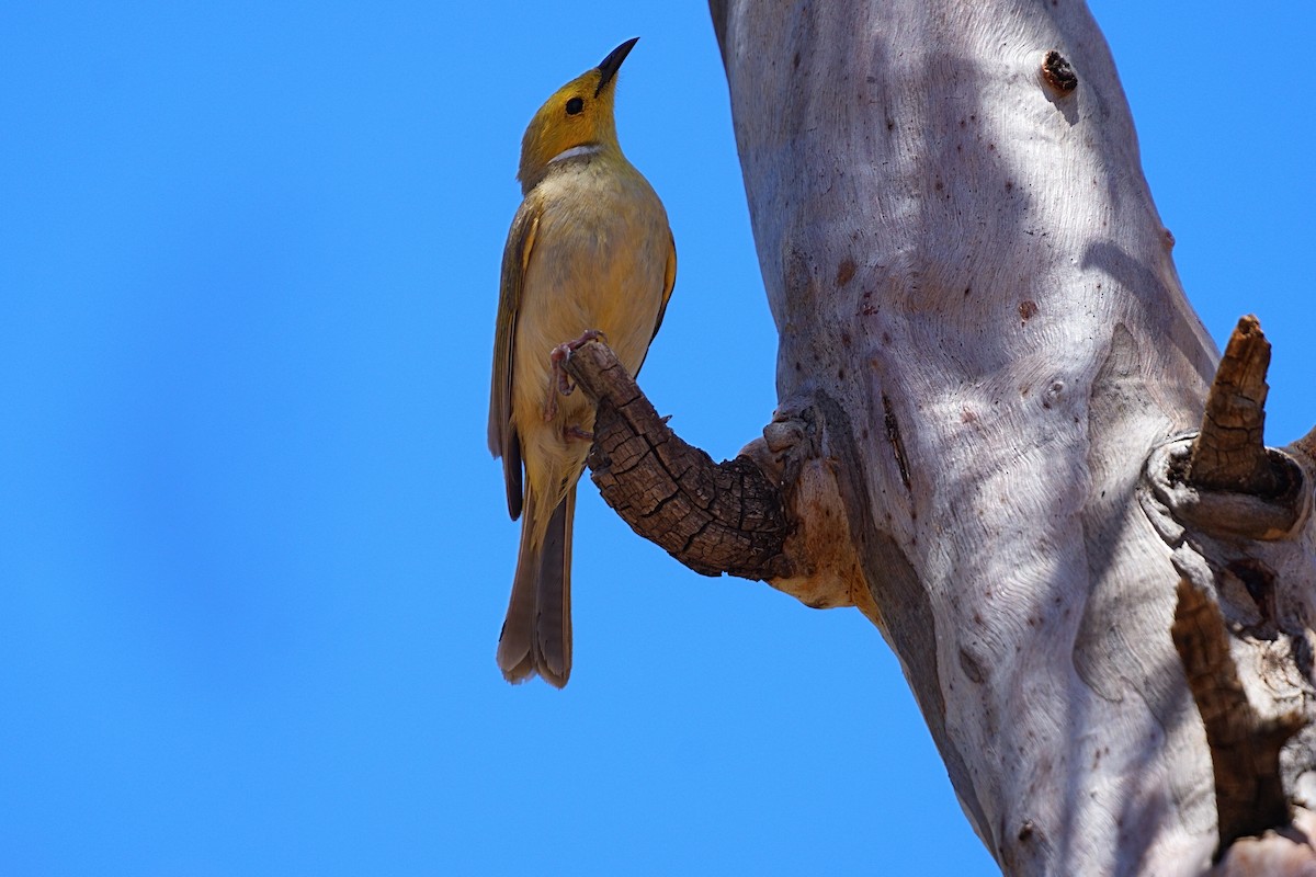 White-plumed Honeyeater - ML645973301