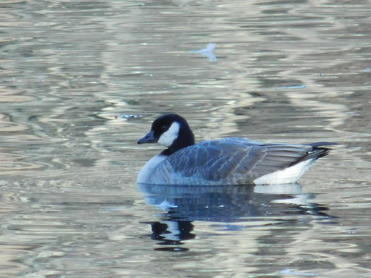 Cackling Goose - ML645973305