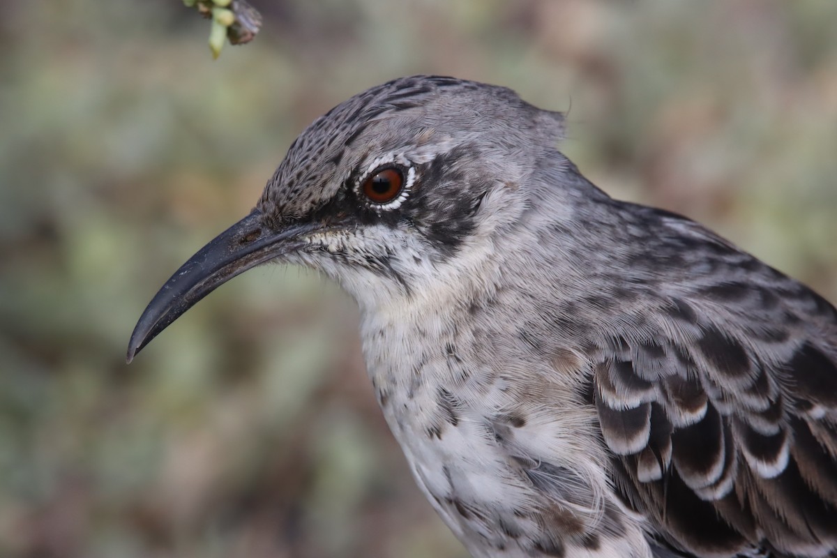 Española Mockingbird - ML645973311