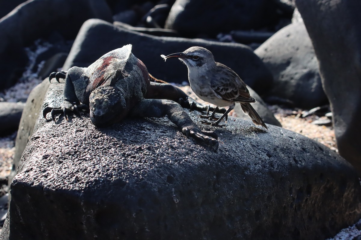 Española Mockingbird - ML645973313