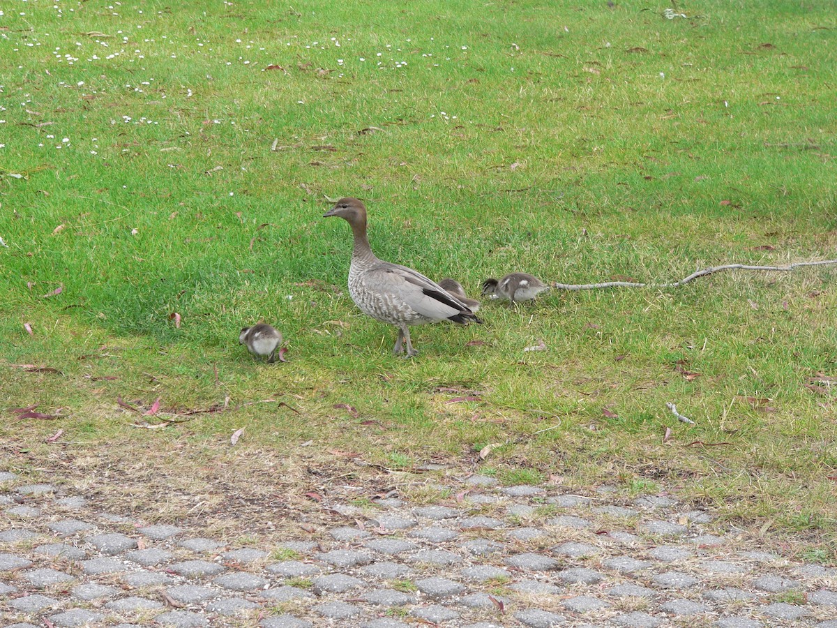 Maned Duck - ML645973314