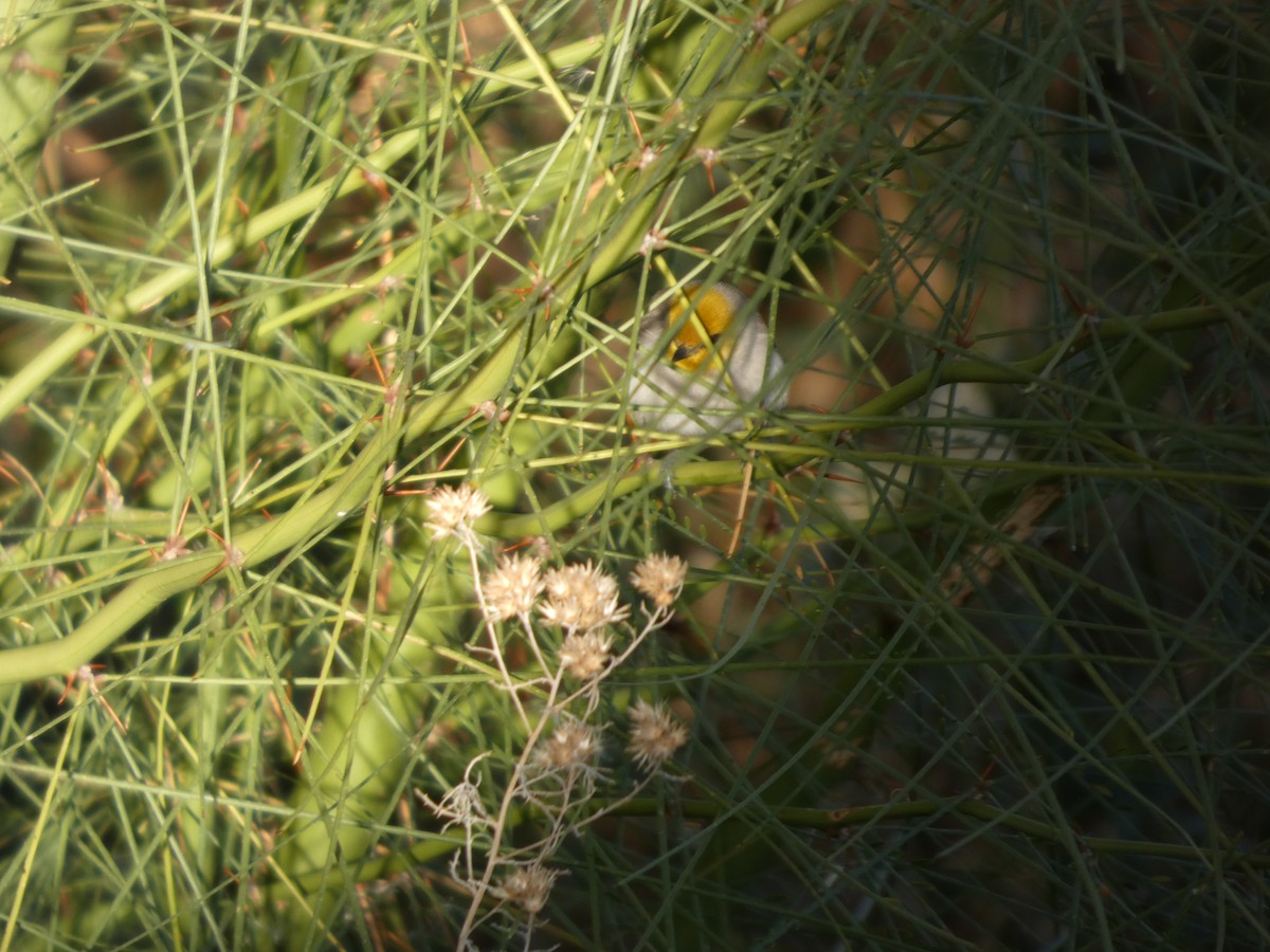 Verdin - ML645973315