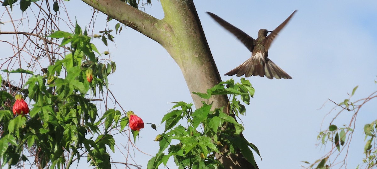 Giant Hummingbird - ML645973316