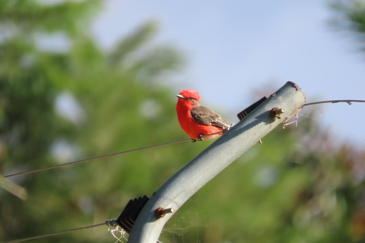 Vermilion Flycatcher - ML645973318