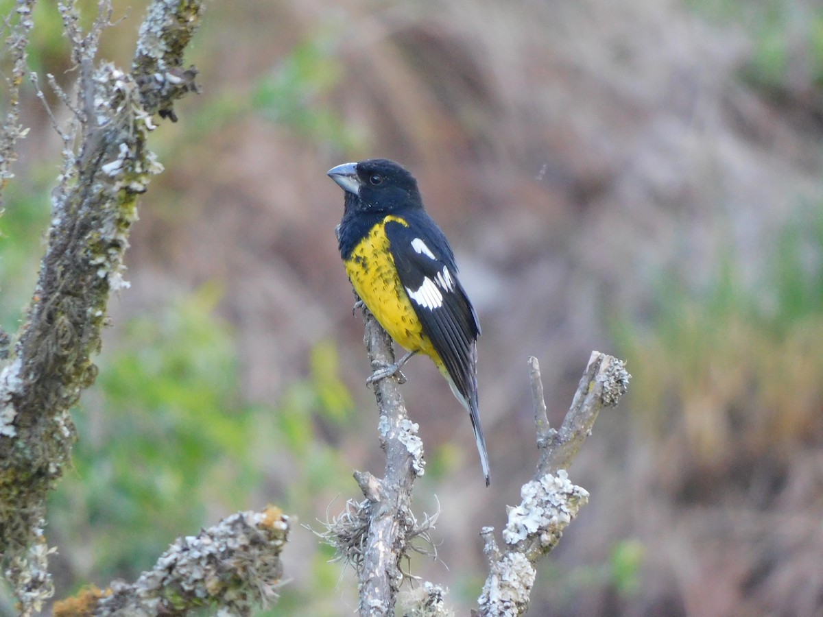 Black-backed Grosbeak - ML645973325
