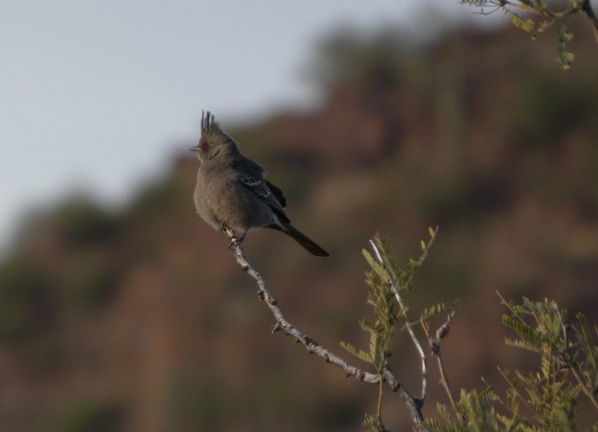 Phainopepla - ML645973330