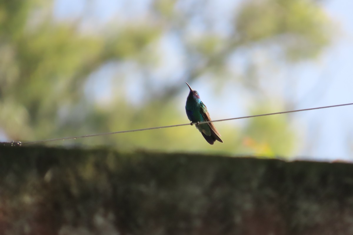 Sparkling Violetear - ML645973331