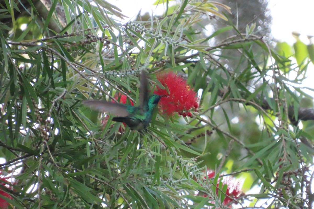 Sparkling Violetear - ML645973332