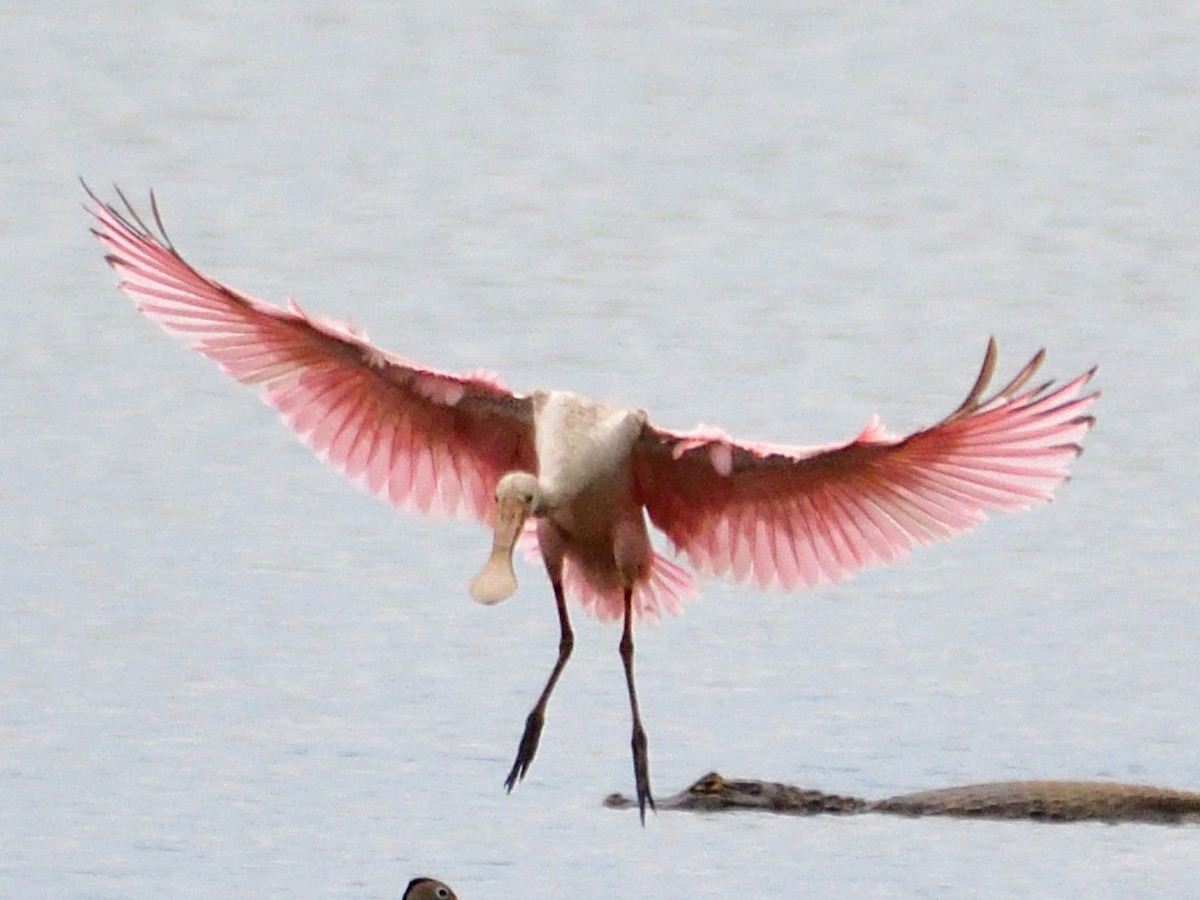 Roseate Spoonbill - ML645973333