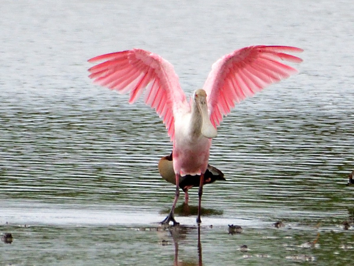 Roseate Spoonbill - ML645973334