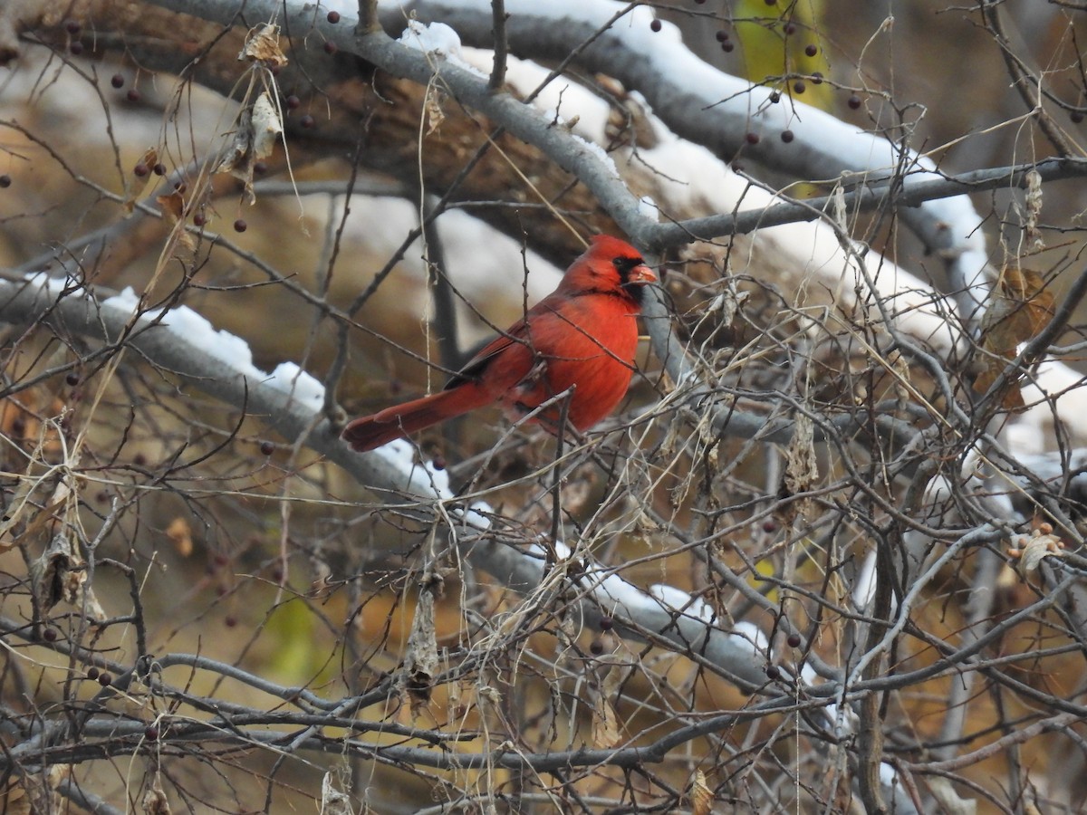 קרדינל צפוני - ML645973335