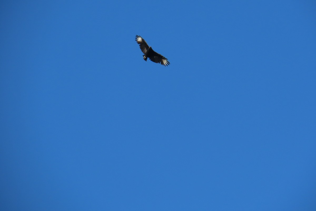 Black Vulture - ML645973337