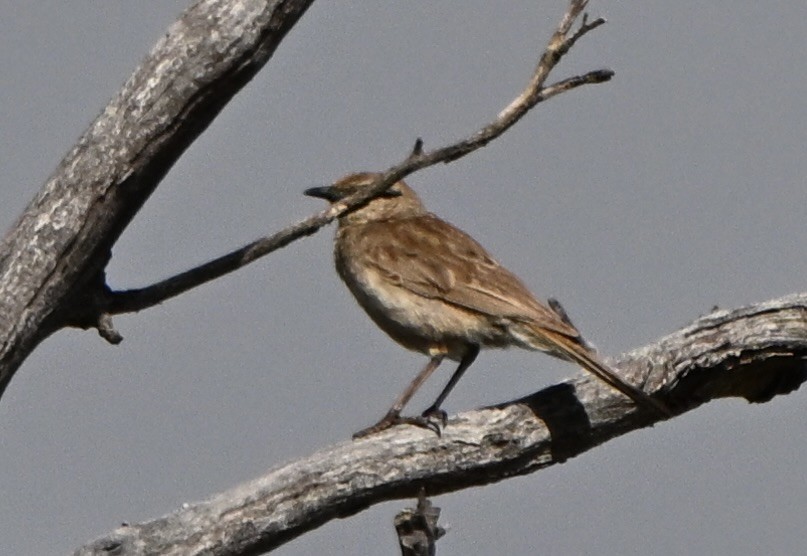Rufous Songlark - ML645973339