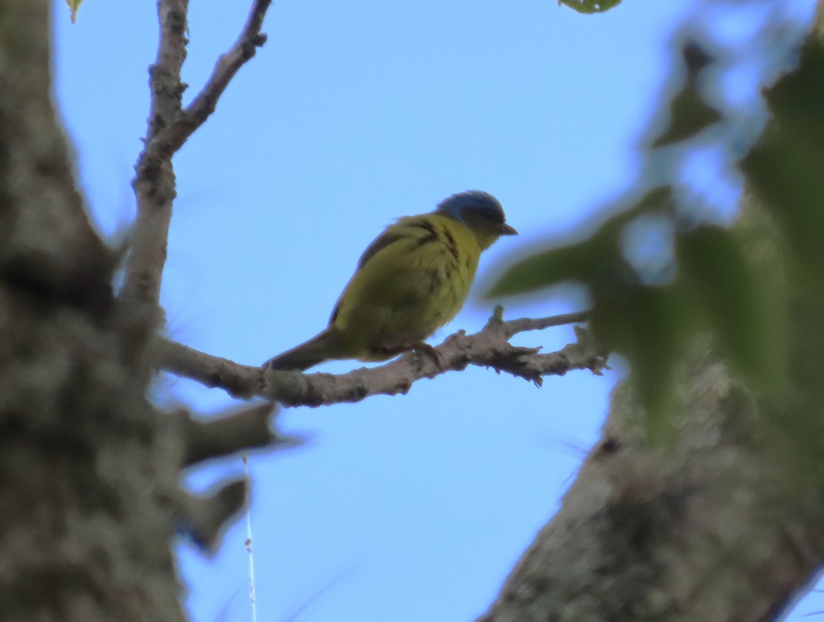 Golden-rumped Euphonia - ML645973340
