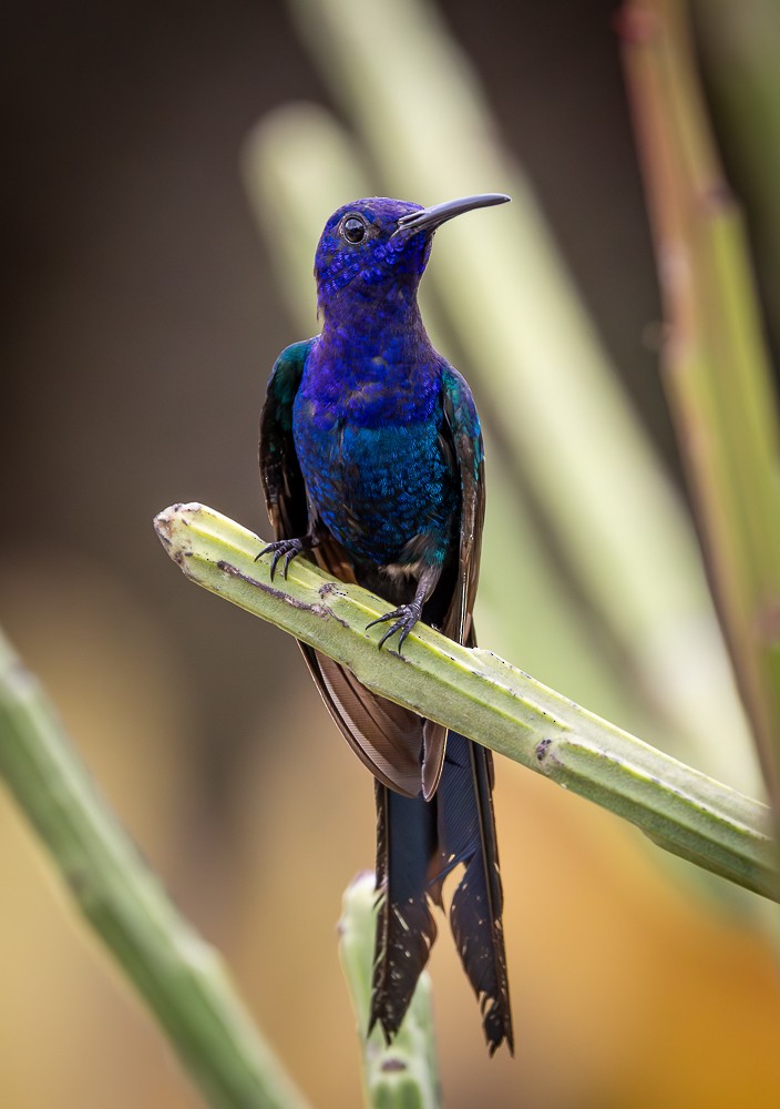 Swallow-tailed Hummingbird - ML645973341