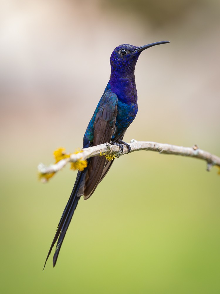 Swallow-tailed Hummingbird - ML645973342