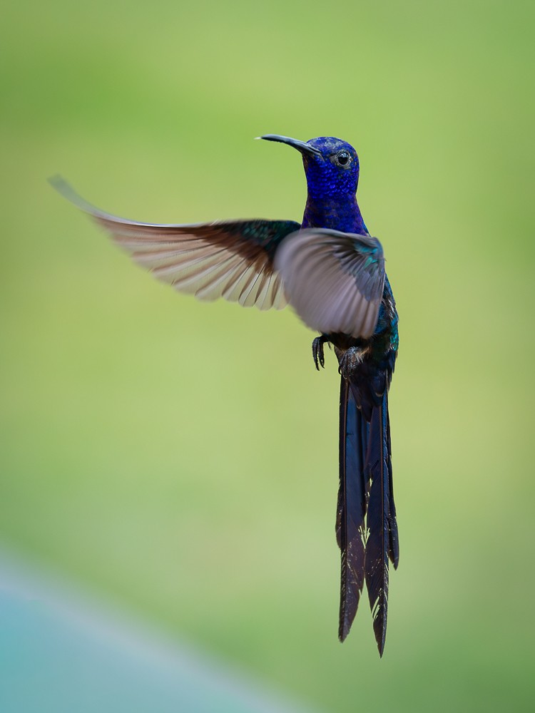 Swallow-tailed Hummingbird - ML645973343