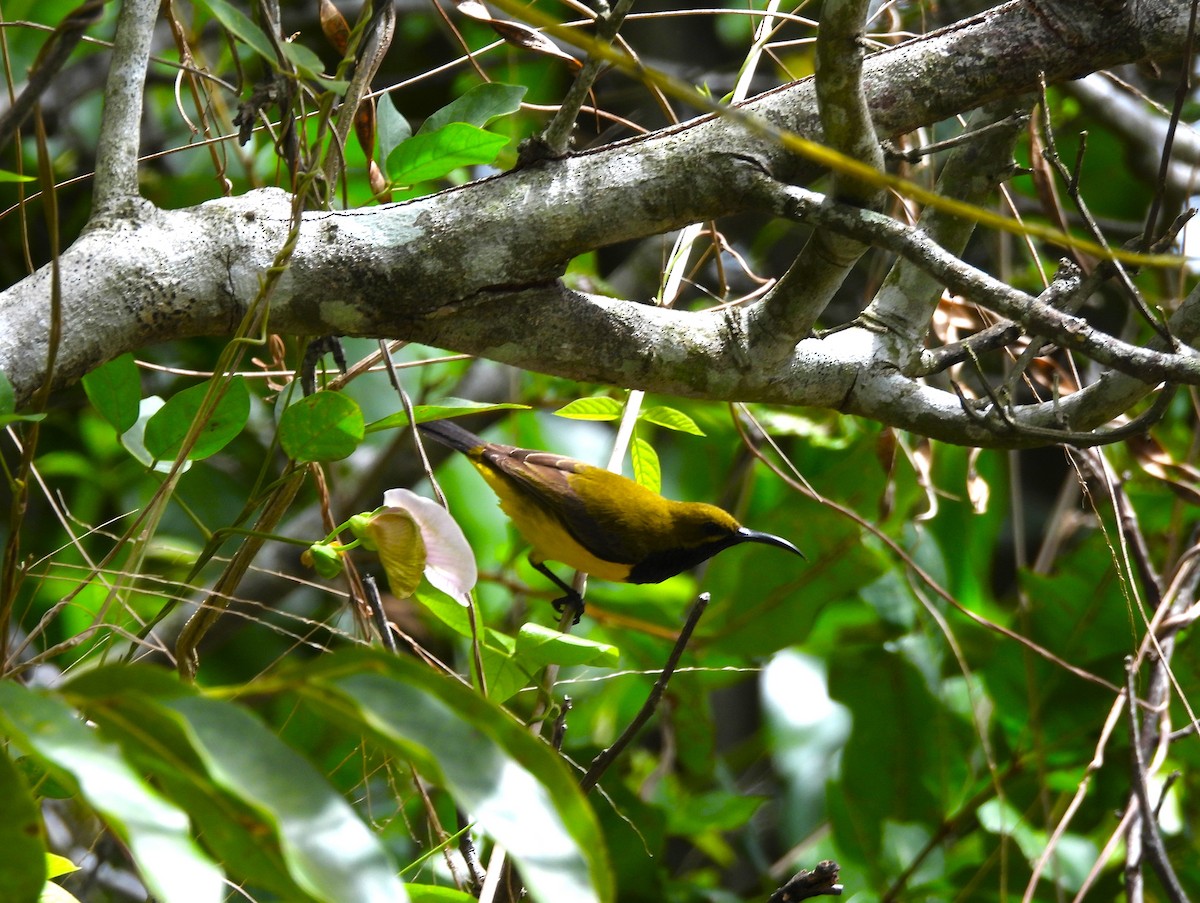 Sahul Sunbird - ML645973344