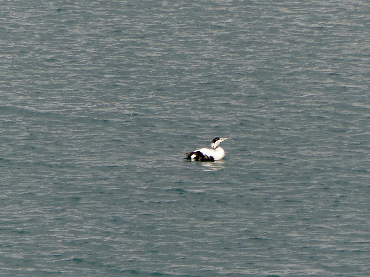 אדרית שחורת-כיפה - ML645973346