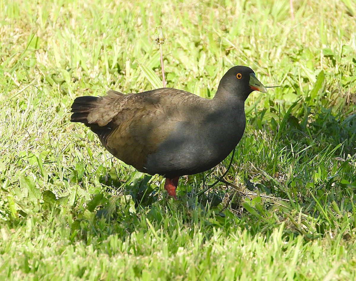 Black-tailed Nativehen - ML645973347