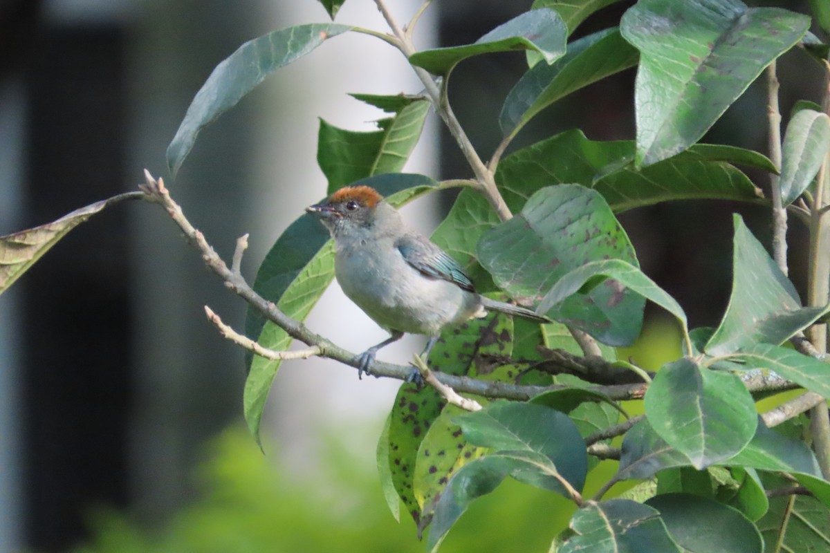 Scrub Tanager - ML645973348