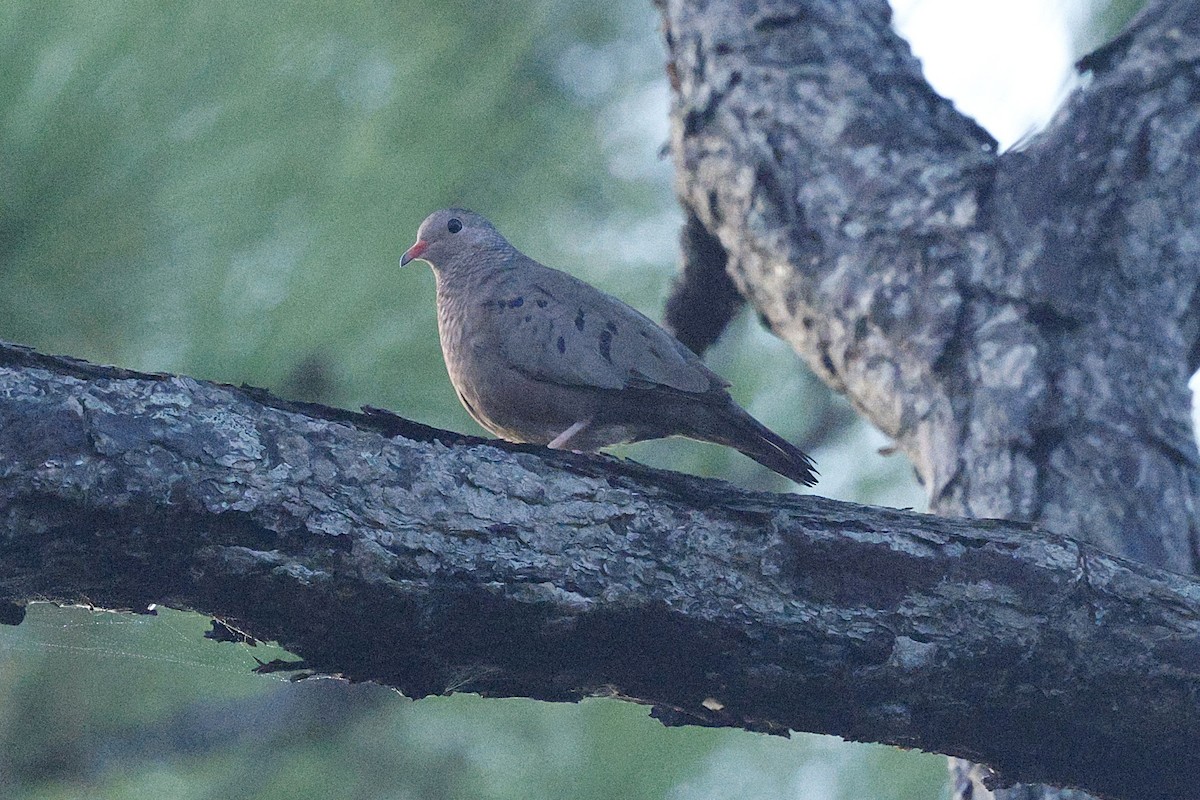Common Ground Dove - ML645973349
