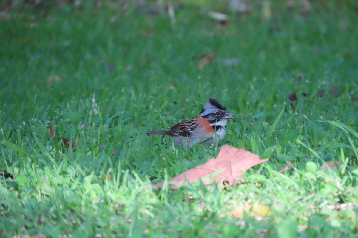 Rufous-collared Sparrow - ML645973350
