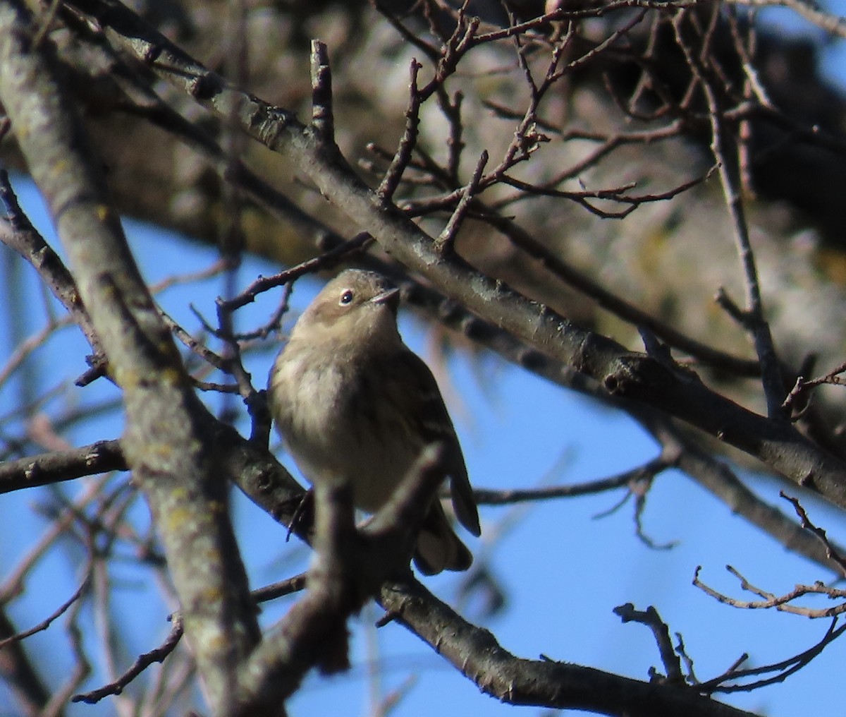 סבכון הכתר - ML645973351