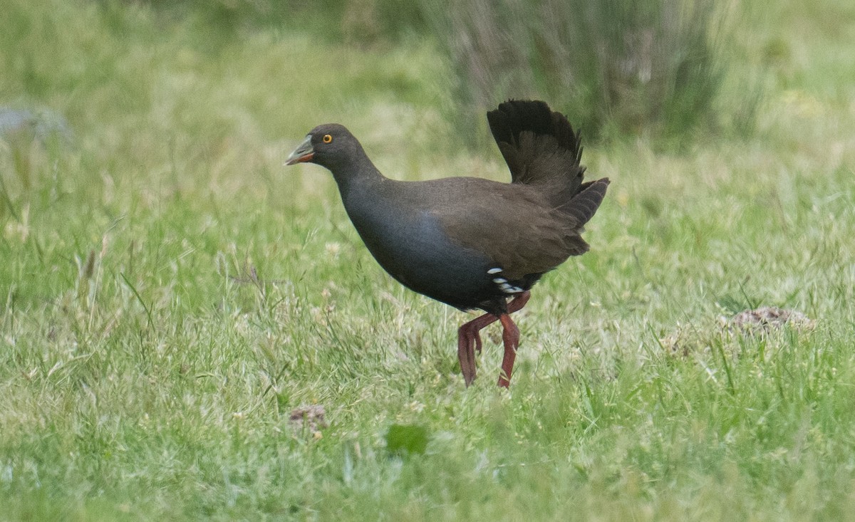 Black-tailed Nativehen - ML645973352