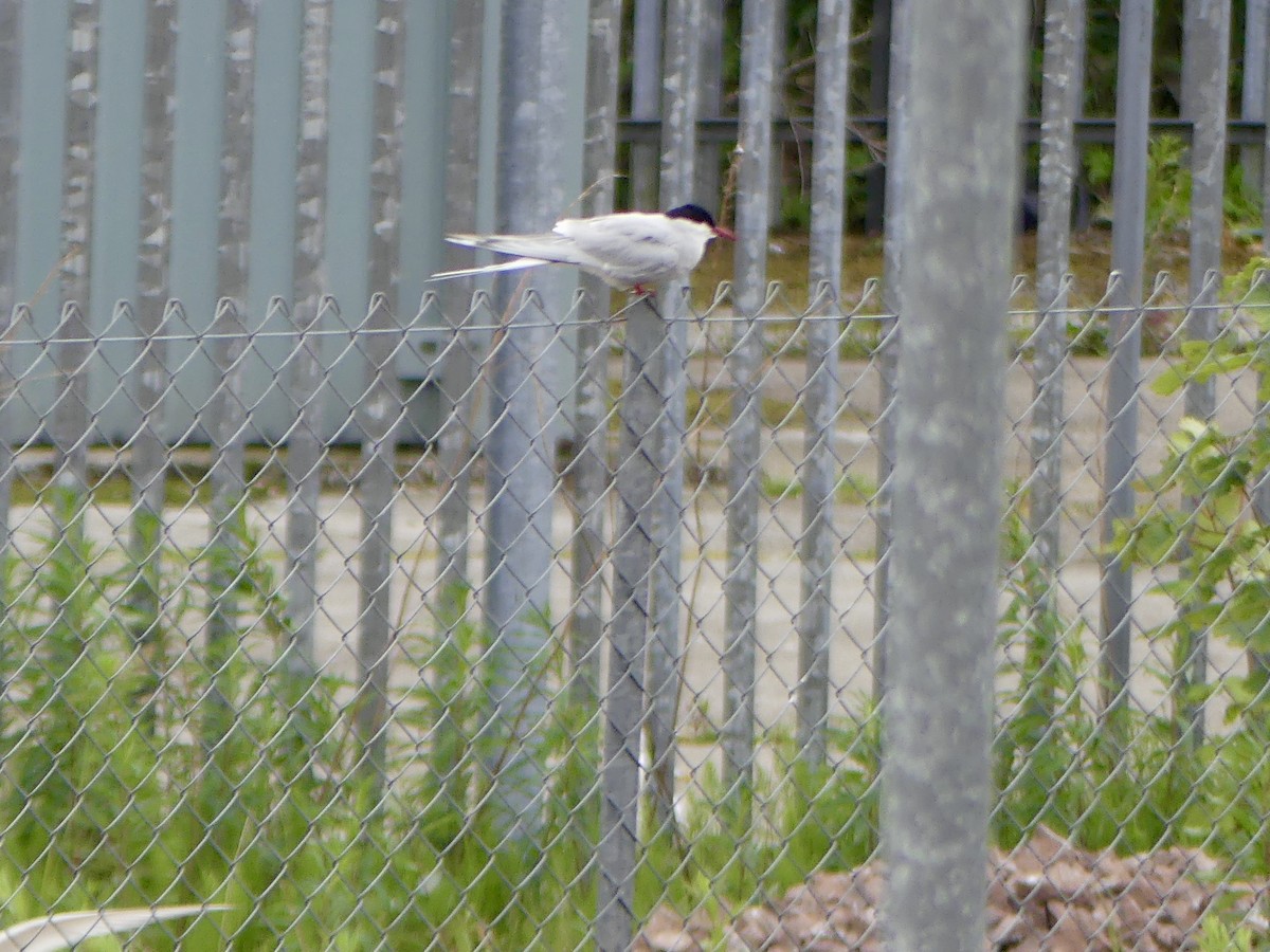 שחפית קוטב - ML645973355