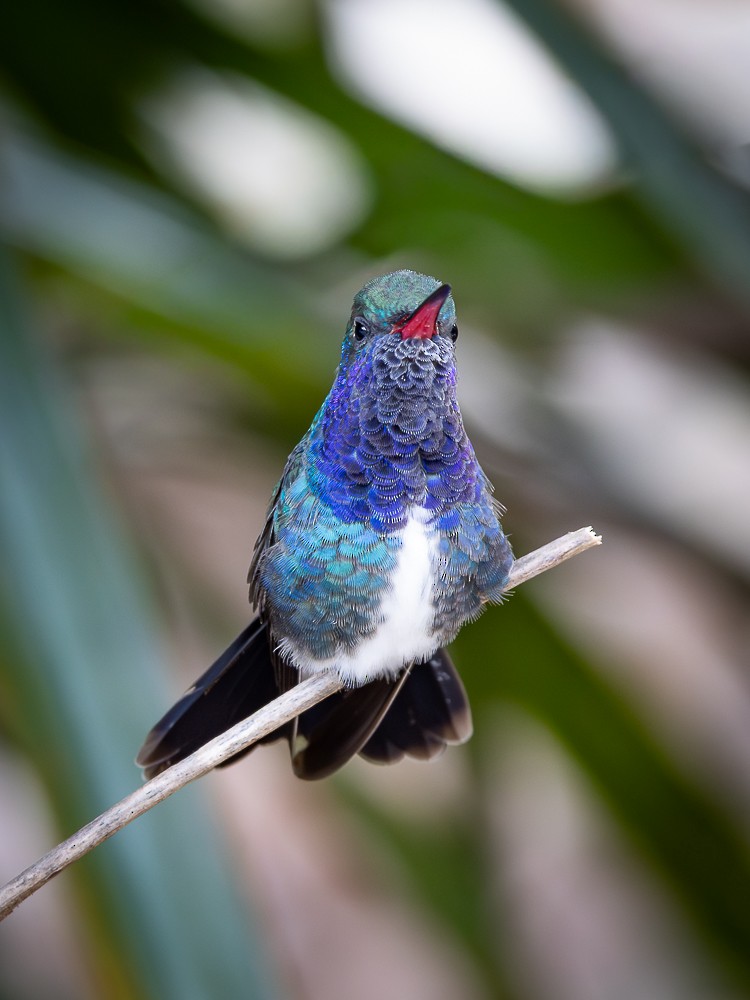 Sapphire-spangled Emerald - ML645973356