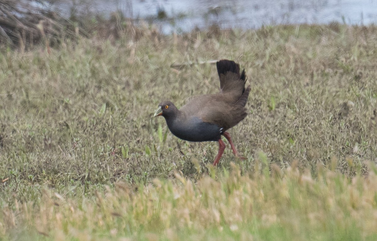 Black-tailed Nativehen - ML645973357