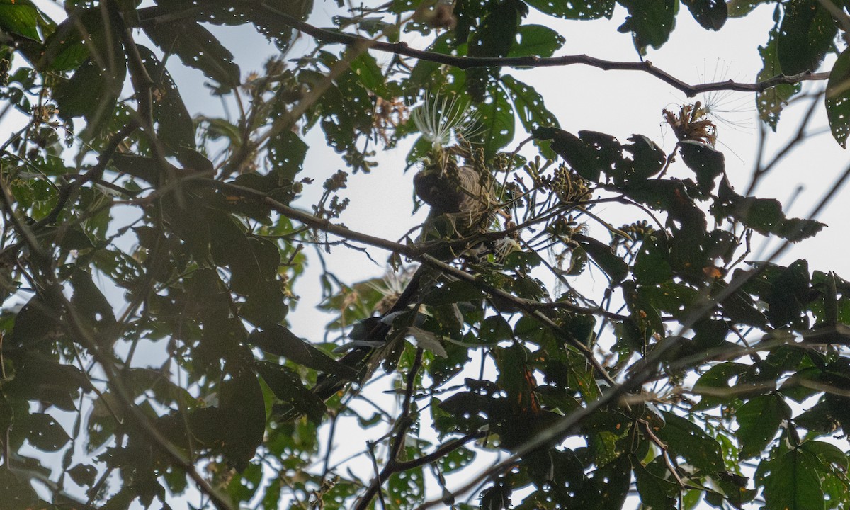 Green-cheeked Parakeet - ML645973362