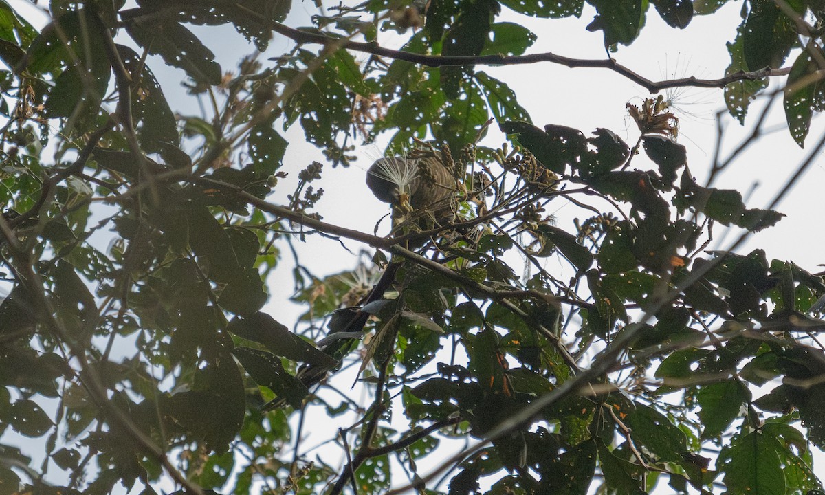 Green-cheeked Parakeet - ML645973363