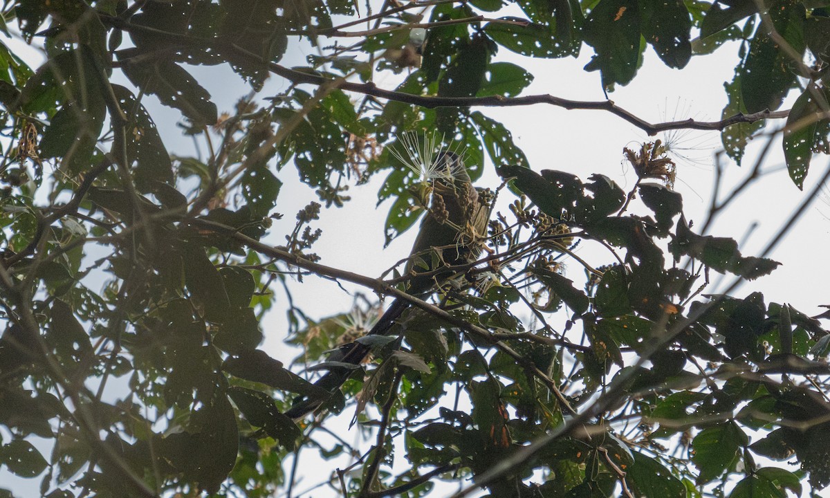 Green-cheeked Parakeet - ML645973364