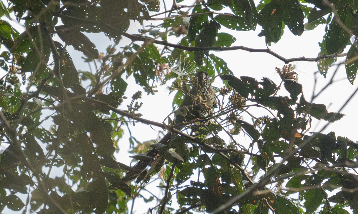 Green-cheeked Parakeet - ML645973365