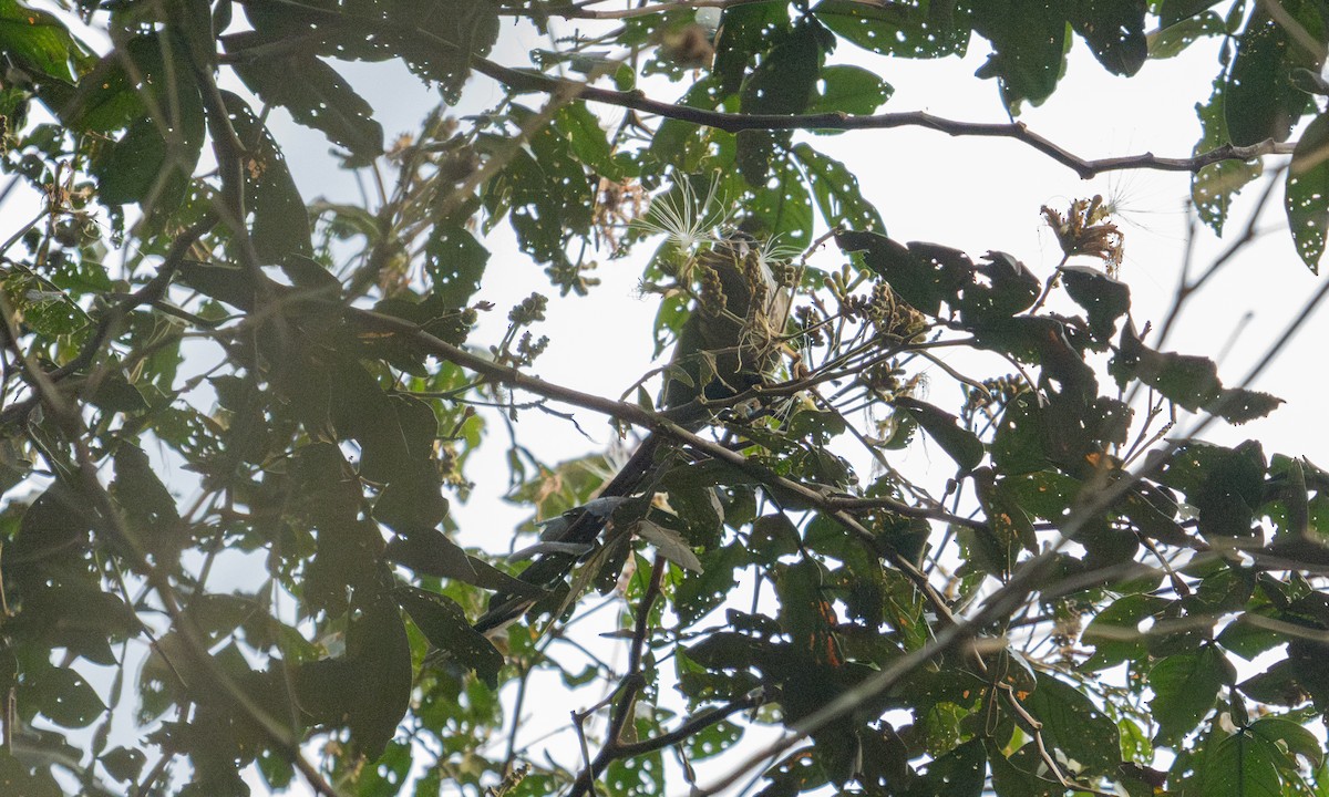 Green-cheeked Parakeet - ML645973366