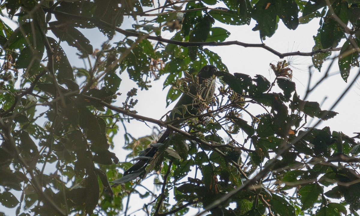 Green-cheeked Parakeet - ML645973367