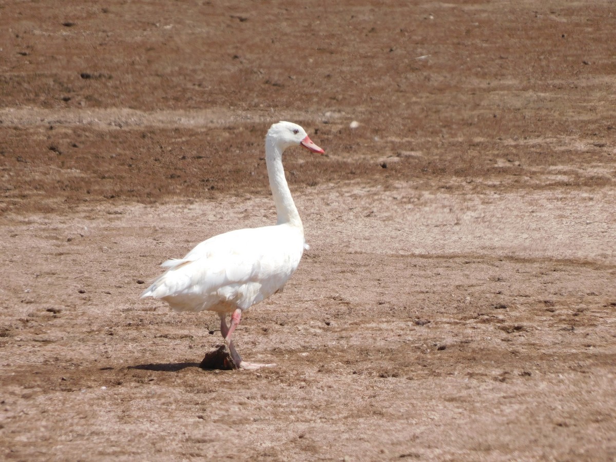Coscoroba Swan - ML645973370