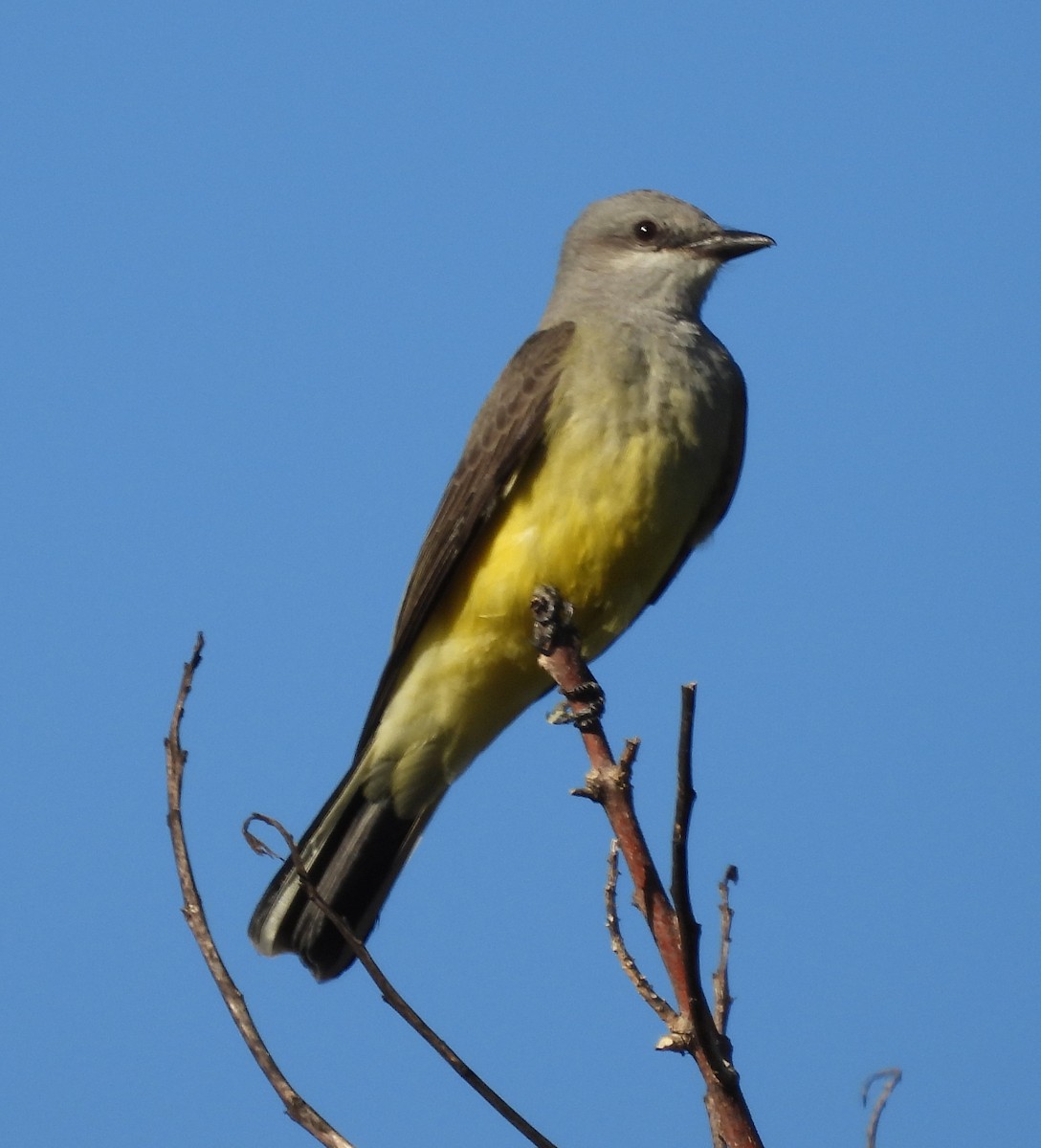 Western Kingbird - ML645973371