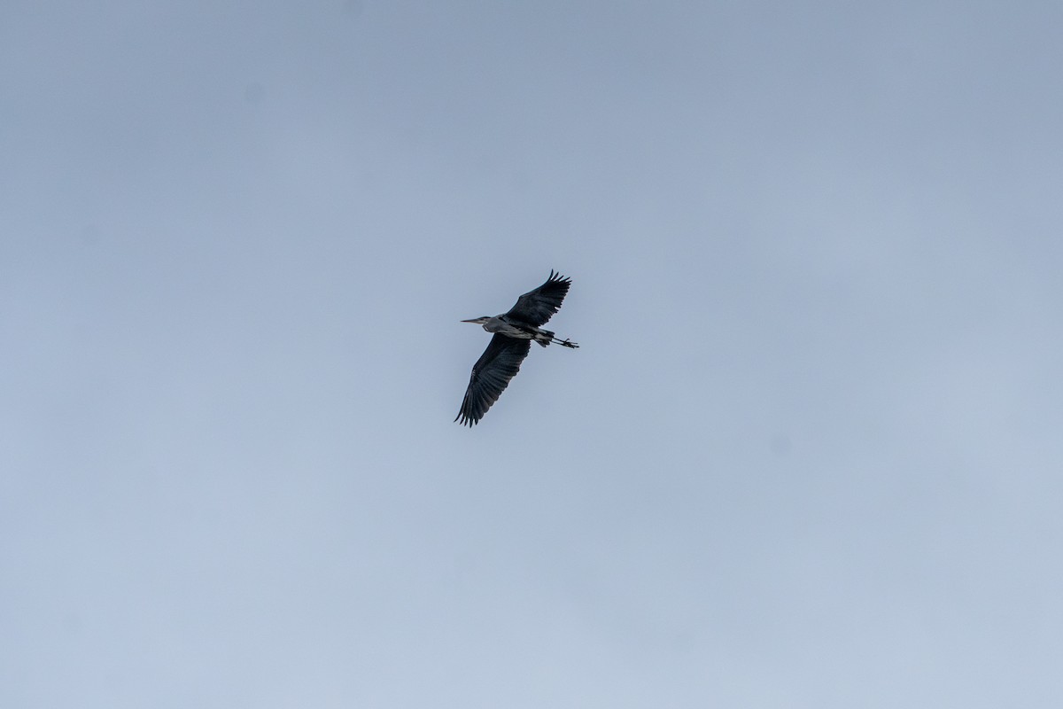 Great Blue Heron - ML645973379