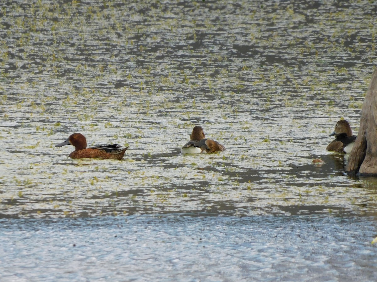 Cinnamon Teal - ML645973382