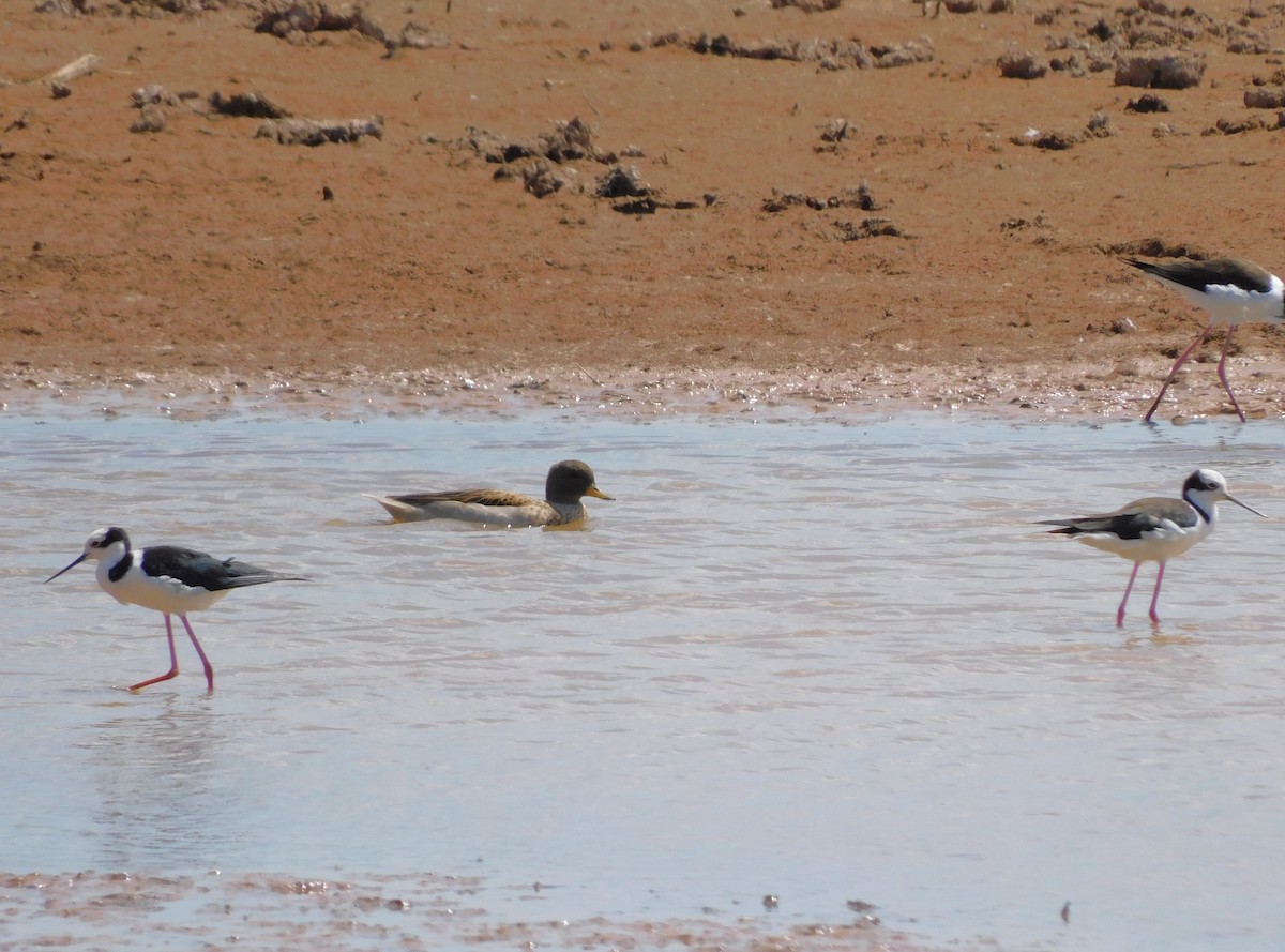 Yellow-billed Teal - ML645973404
