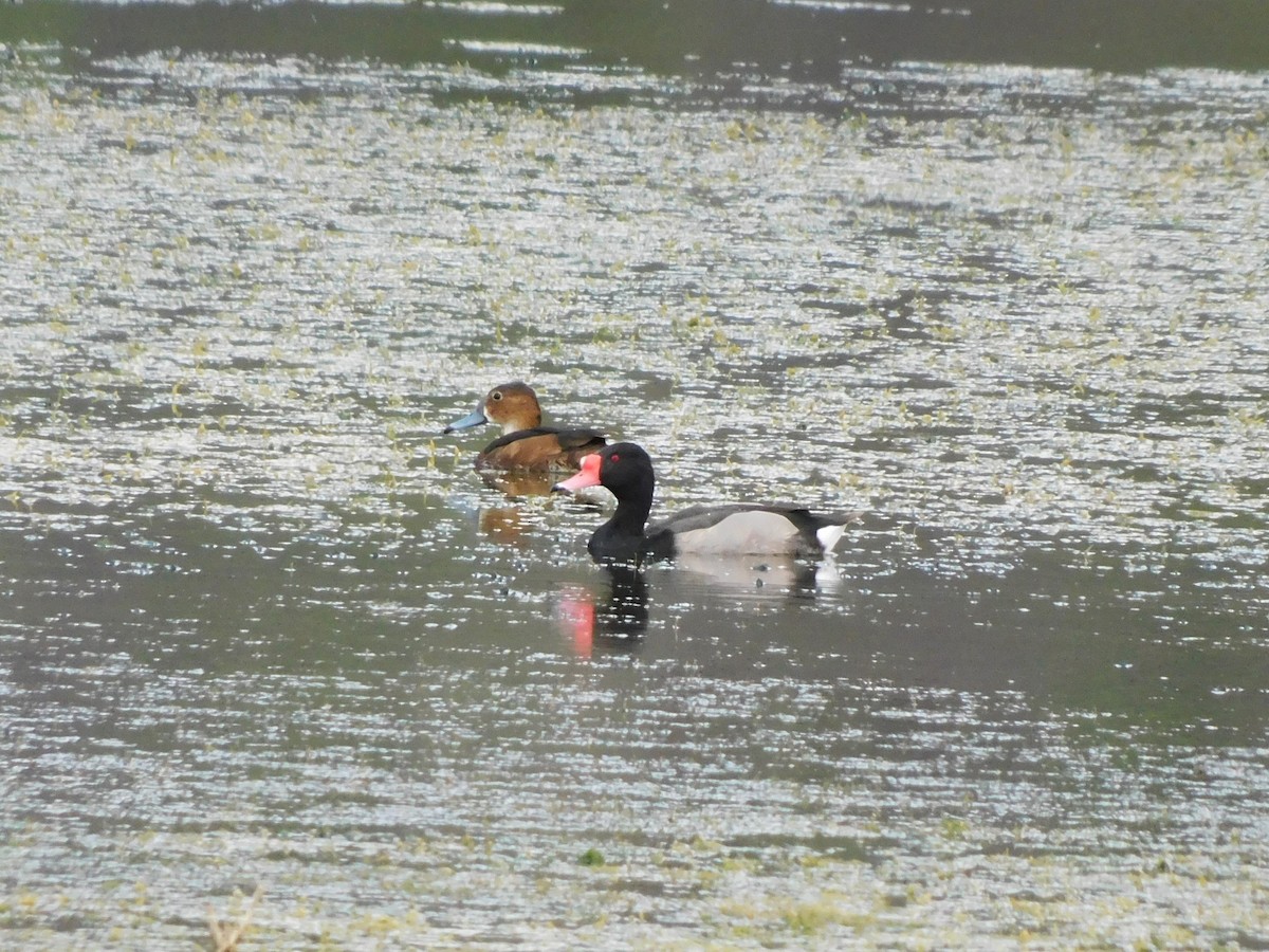 Rosy-billed Pochard - ML645973405