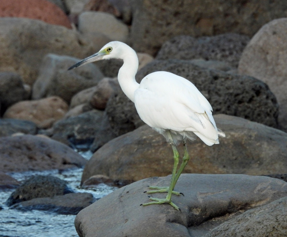 Little Blue Heron - ML645973406