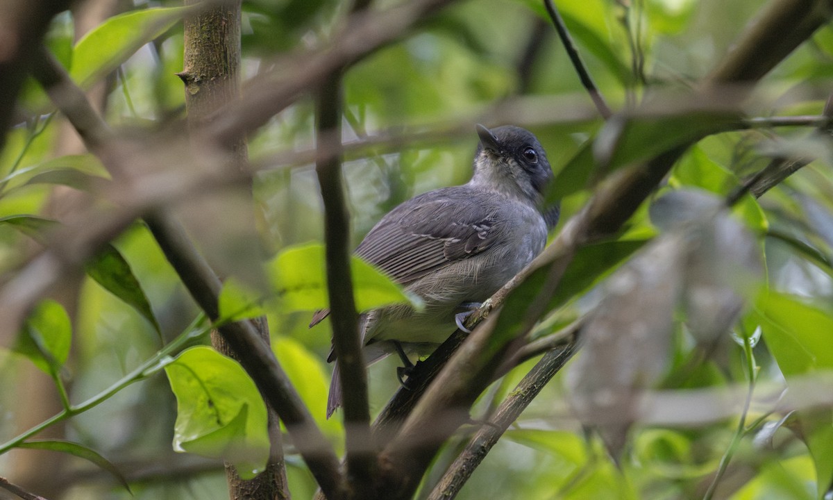 Plain Antvireo - ML645973420