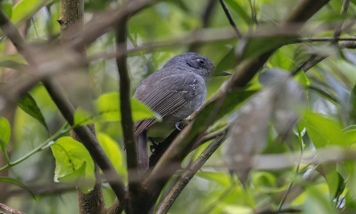 Plain Antvireo - ML645973425