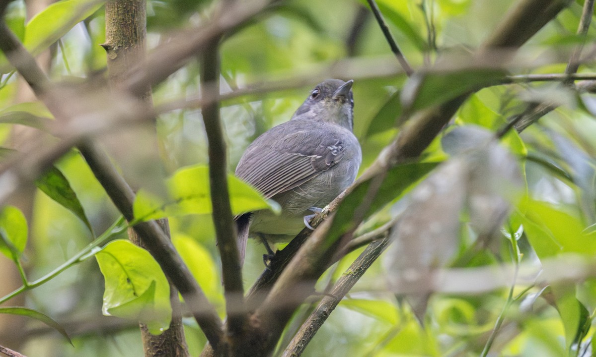 Plain Antvireo - ML645973426